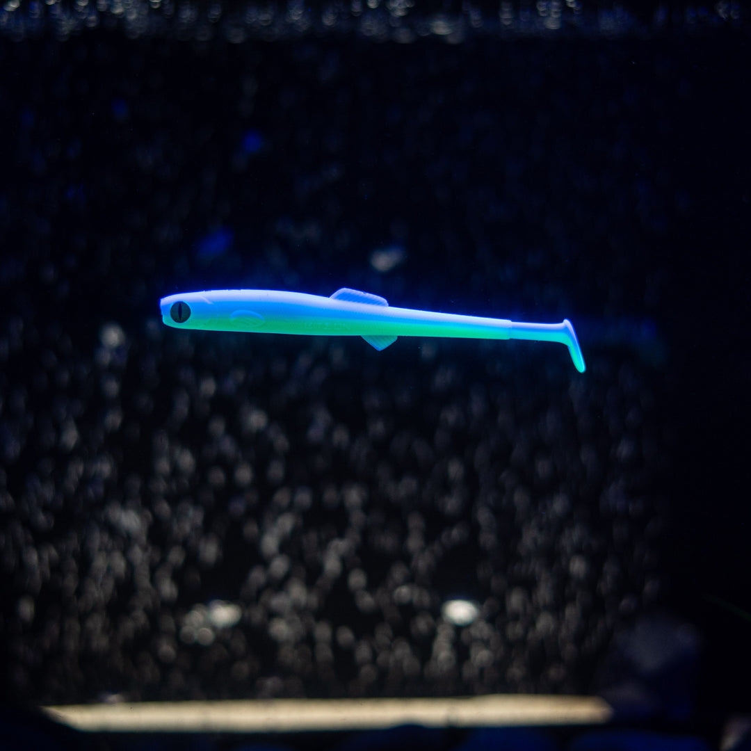 Anchovy