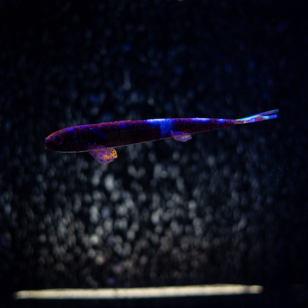 Pelagic Wizard