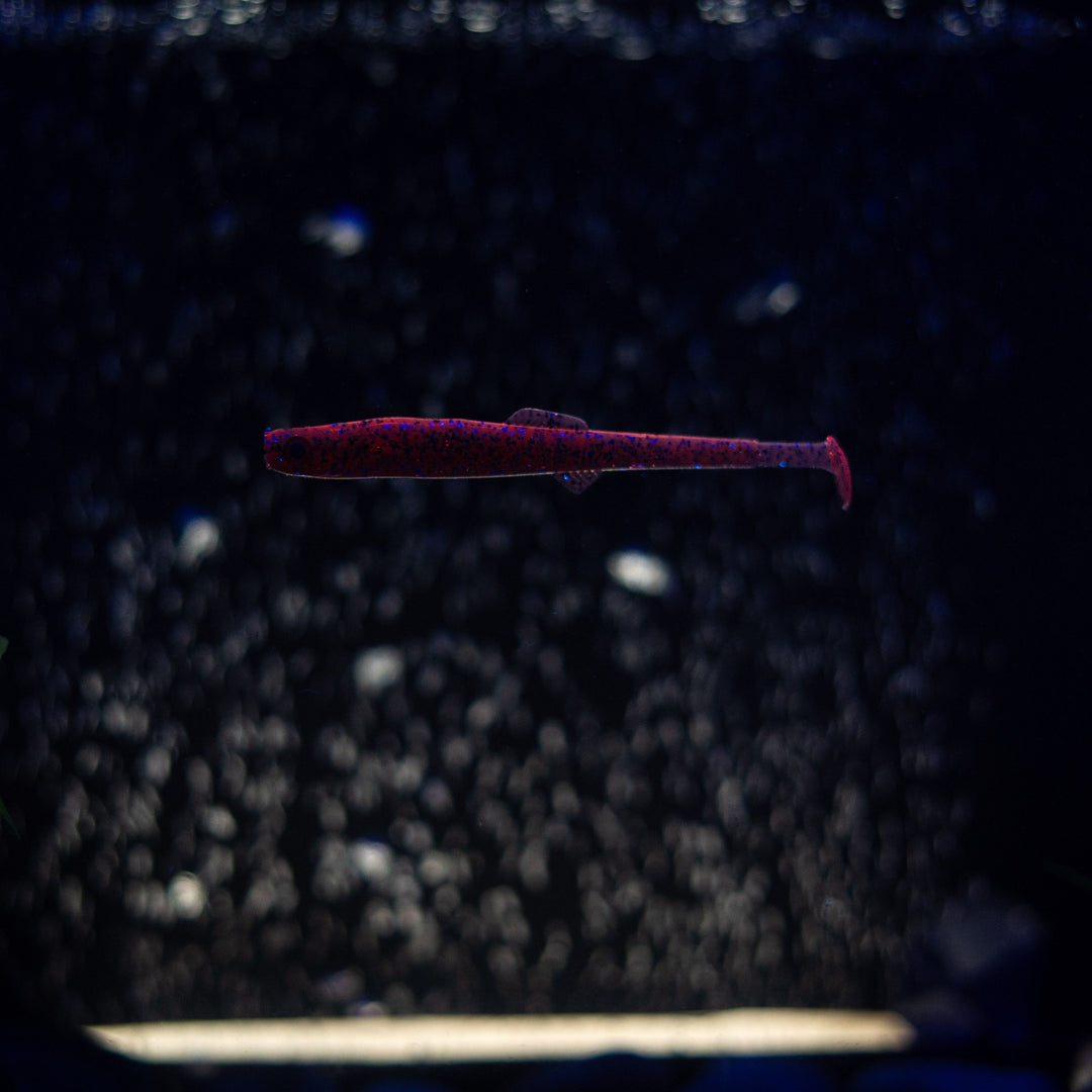 Anchovy