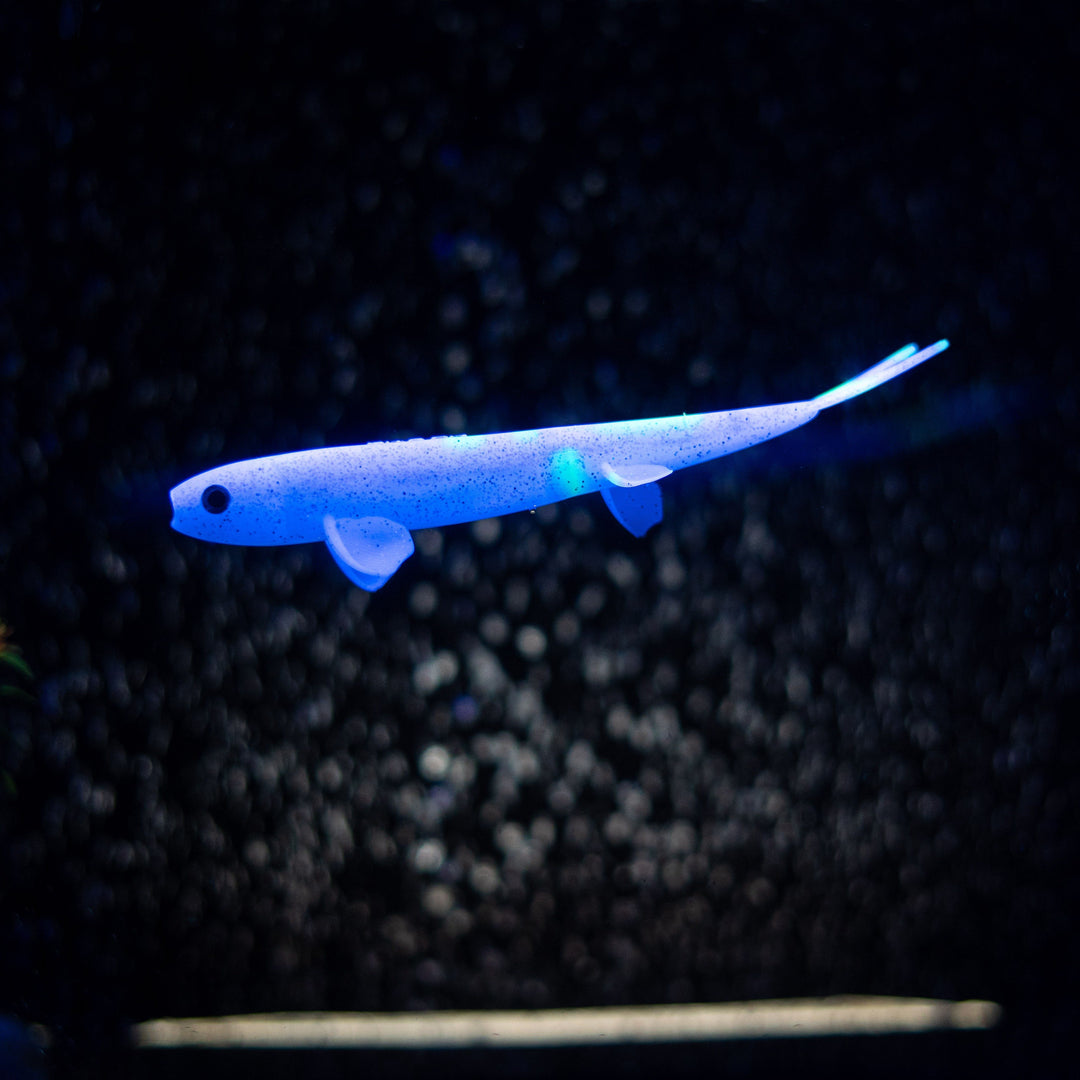 Pelagic Wizard