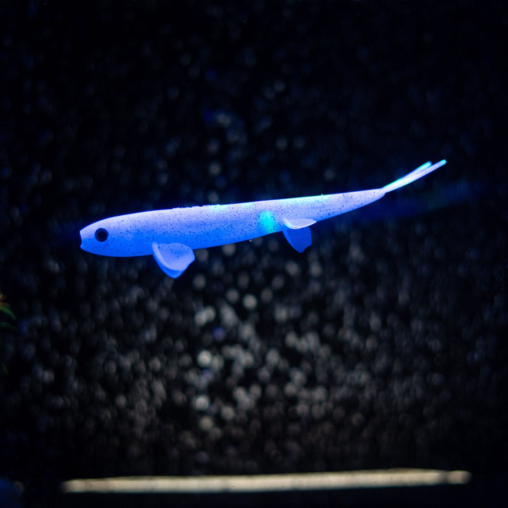 Pelagic Wizard