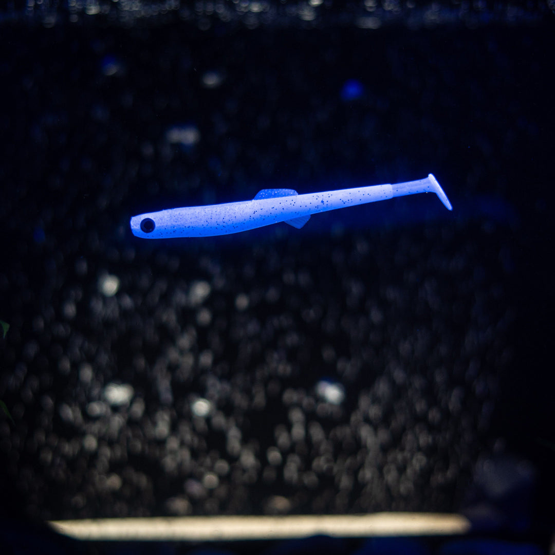 Anchovy
