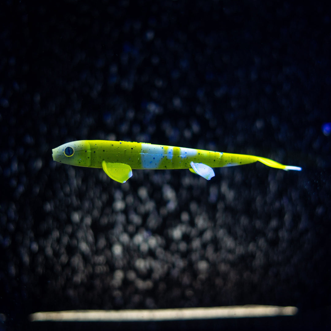 Pelagic Wizard