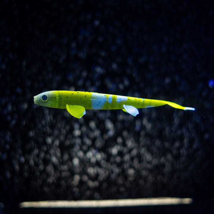 Pelagic Wizard