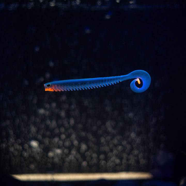 Rib Worm
