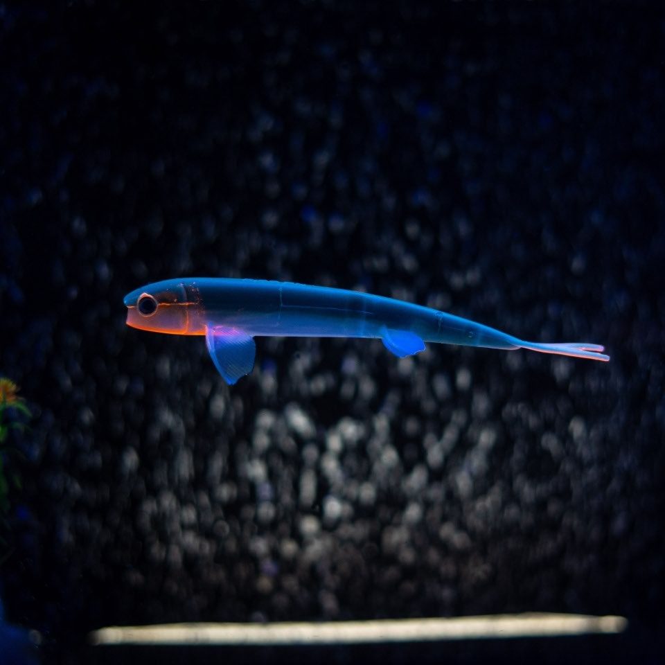 Pelagic Wizard