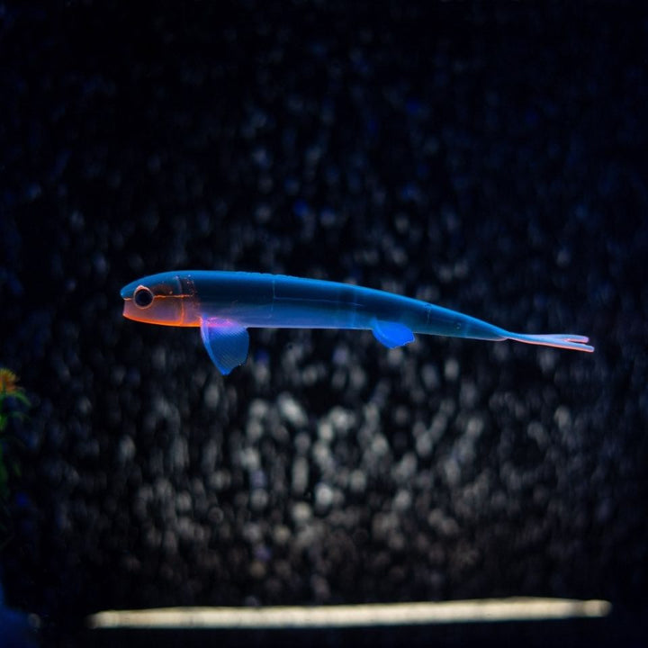 Pelagic Wizard