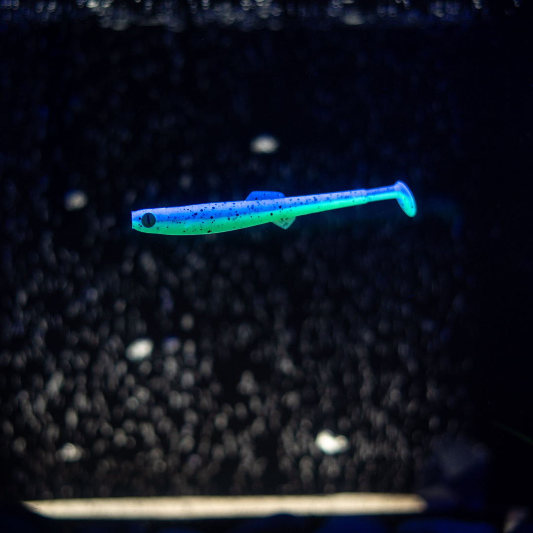 Anchovy