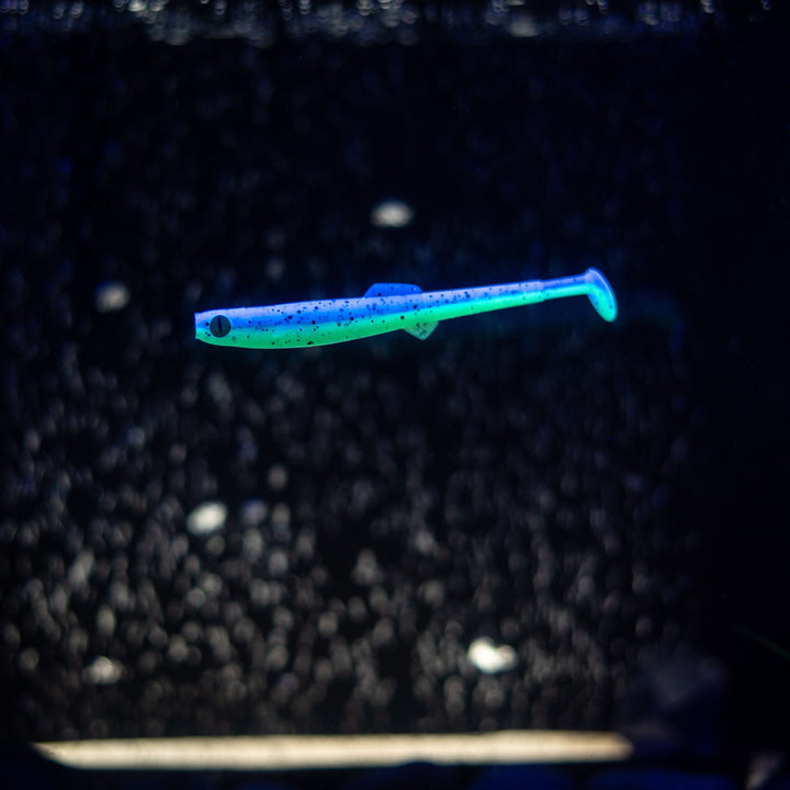 Anchovy
