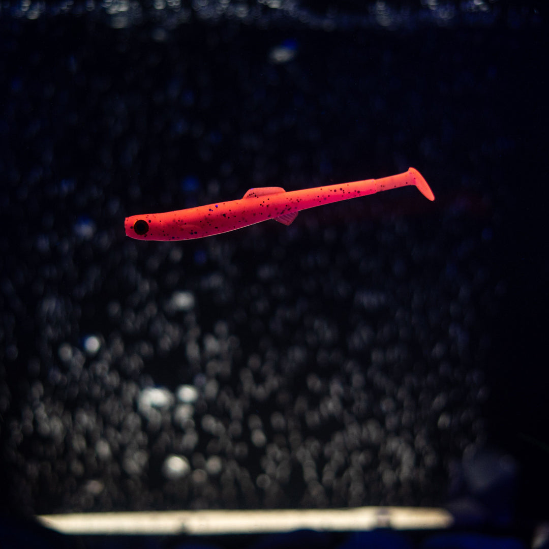 Anchovy