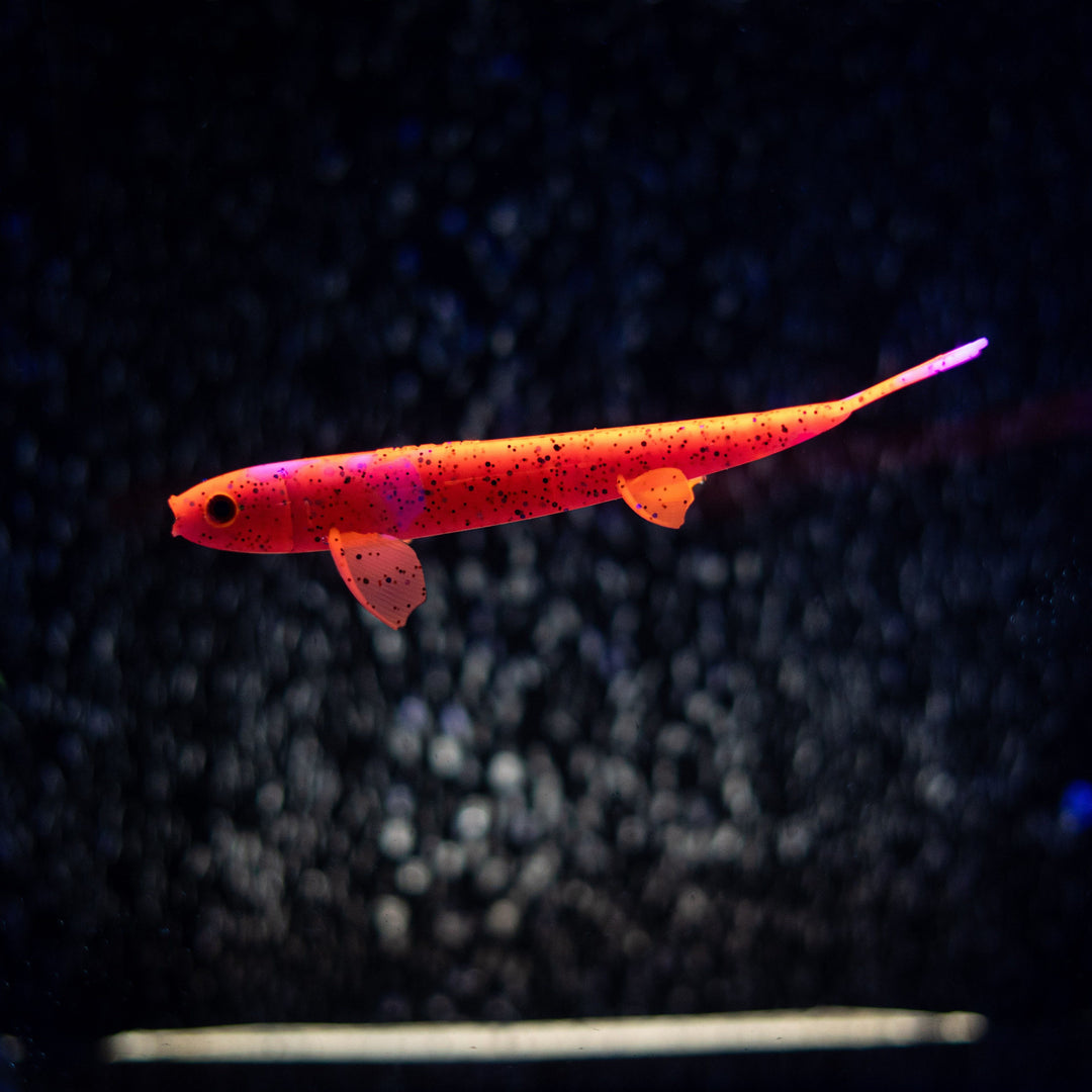 Pelagic Wizard