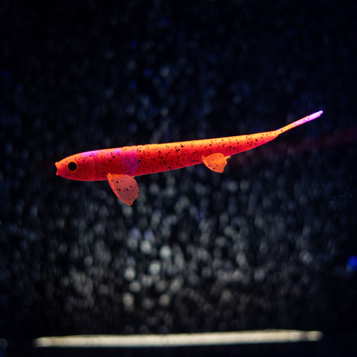 Pelagic Wizard