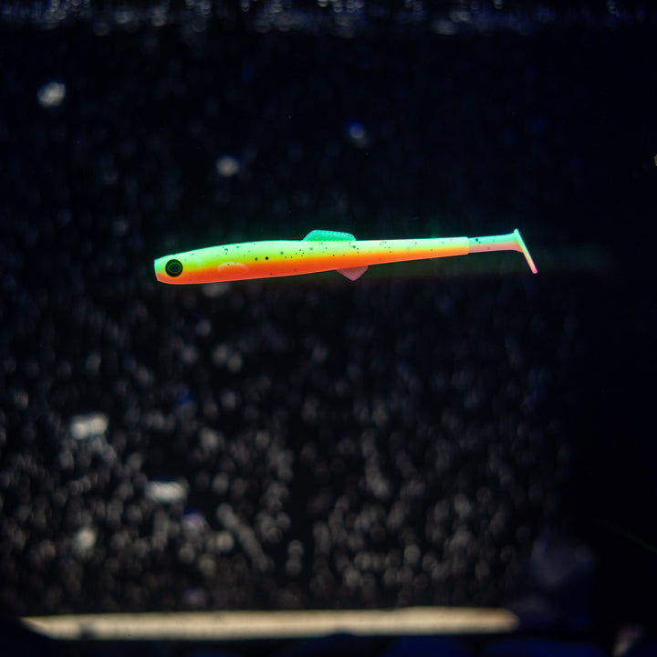 Anchovy