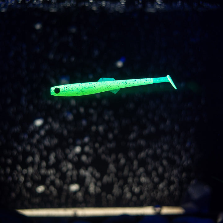Anchovy