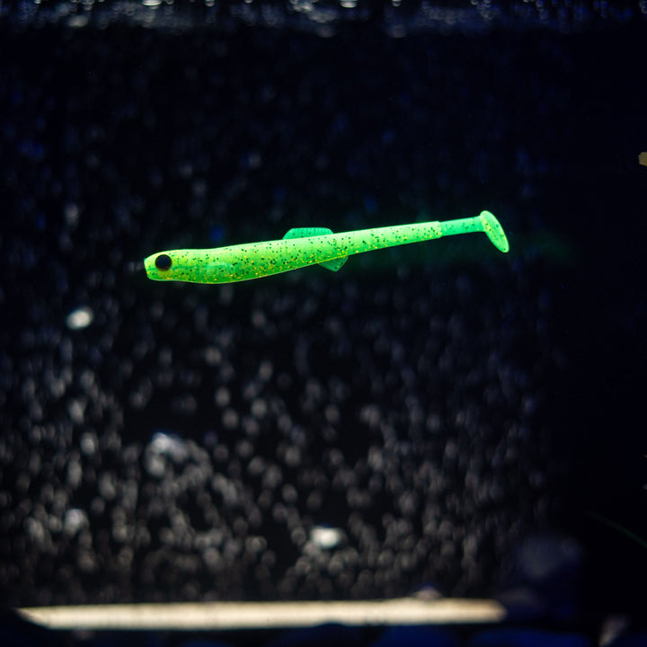 Anchovy