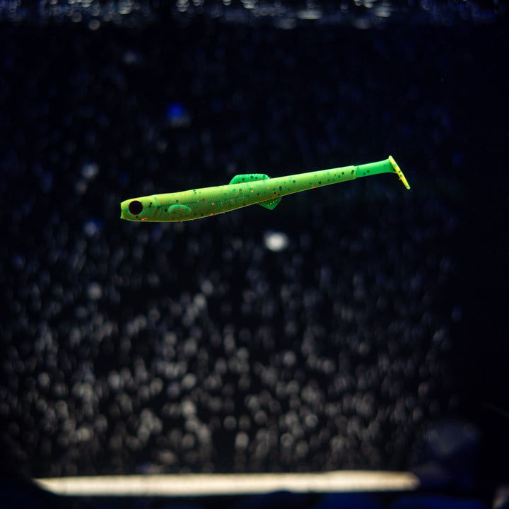 Anchovy