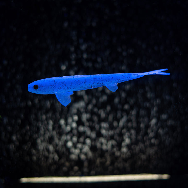 Pelagic Wizard