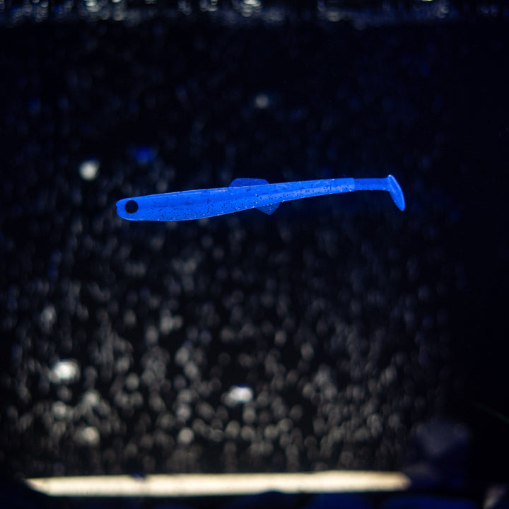 Anchovy