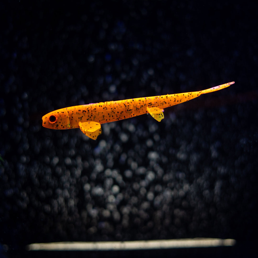 Pelagic Wizard