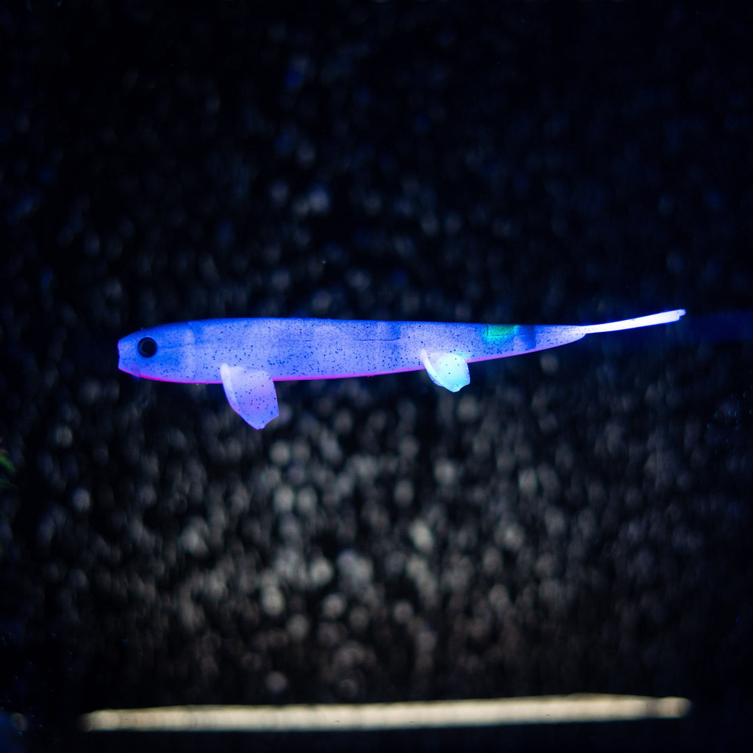 Pelagic Wizard
