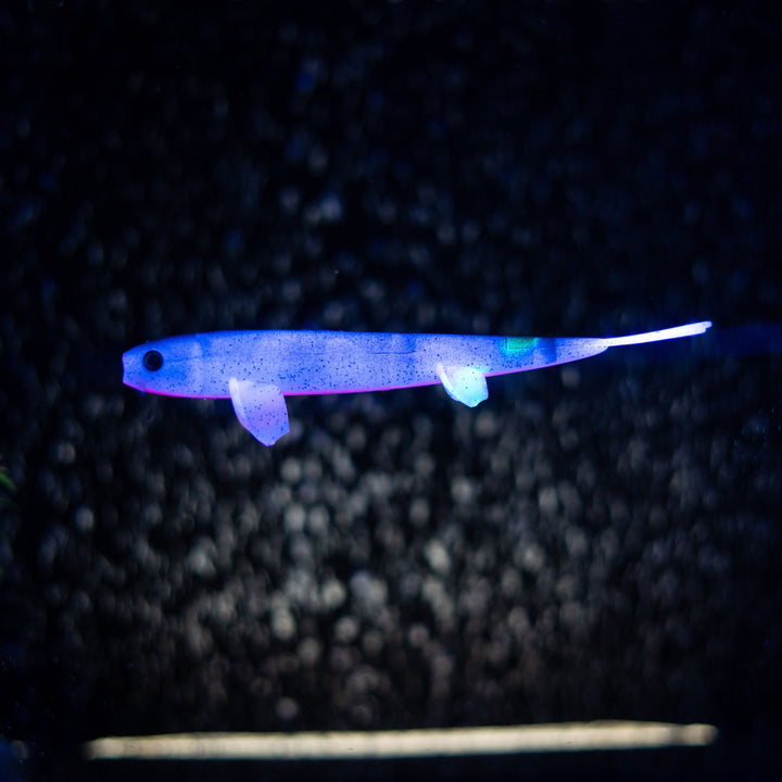 Pelagic Wizard