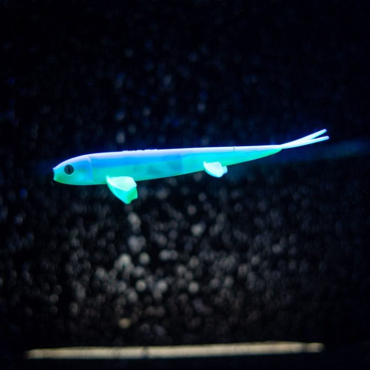Pelagic Wizard