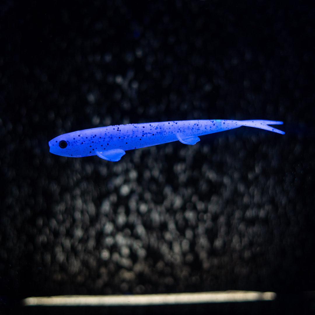 Pelagic Wizard
