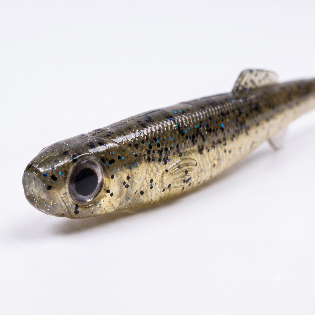 Anchovy